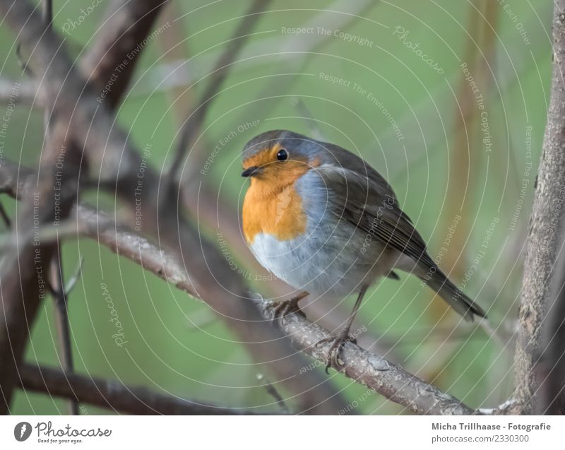 Curious looking robin Environment Nature Animal Sun Beautiful weather Plant Tree Branch Twig Wild animal Bird Animal face Wing Claw Robin redbreast Beak Eyes