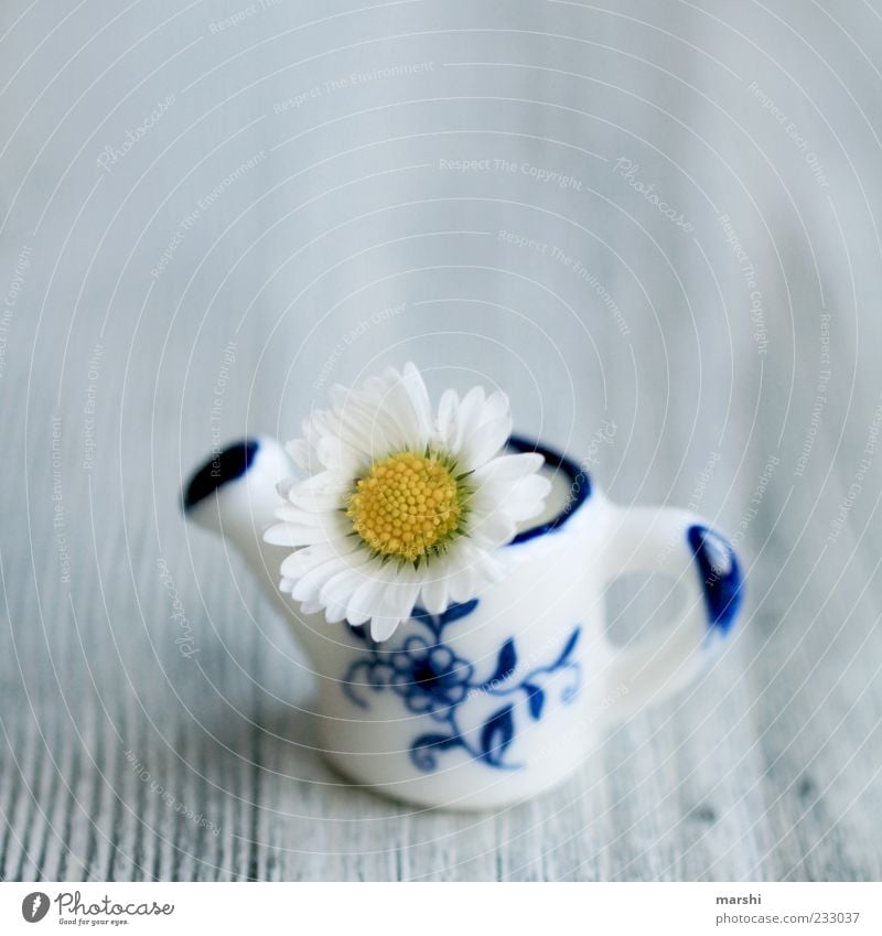 a mini greeting Plant Flower Small Blue Yellow White Daisy Jug Wooden board Sweet Watering can Decoration Vase Colour photo Interior shot Miniature Cute