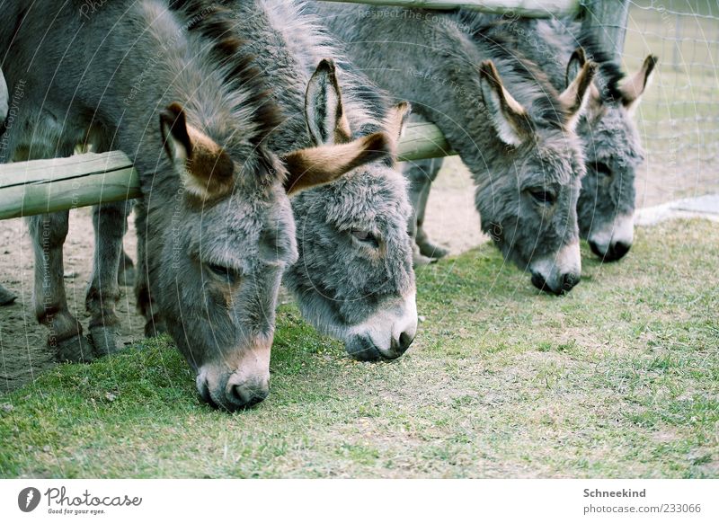 midday Environment Nature Grass Animal Pelt Zoo Petting zoo 4 Group of animals Donkey To feed Fence Wild animal Game park Hoof Colour photo Exterior shot