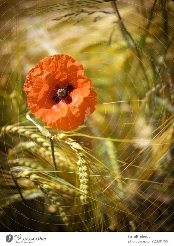 Poppy with ears of corn Nature Plant Summer Flower Blossom Agricultural crop Field Gold Red Poppy blossom Wheat Wheatfield Wheat ear Colour photo Exterior shot