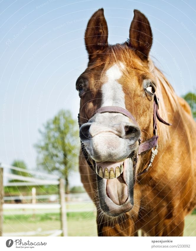 happy horse Horse Animal face Pelt Discover Laughter Show your teeth Looking Mane Whinny Colour photo Exterior shot Animal portrait Looking into the camera