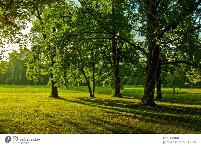Woodruff 2 Environment Nature Landscape Plant Elements Spring Summer Climate Weather Beautiful weather Tree Grass Park Meadow Forest Leipzig Clara Zetkin Park