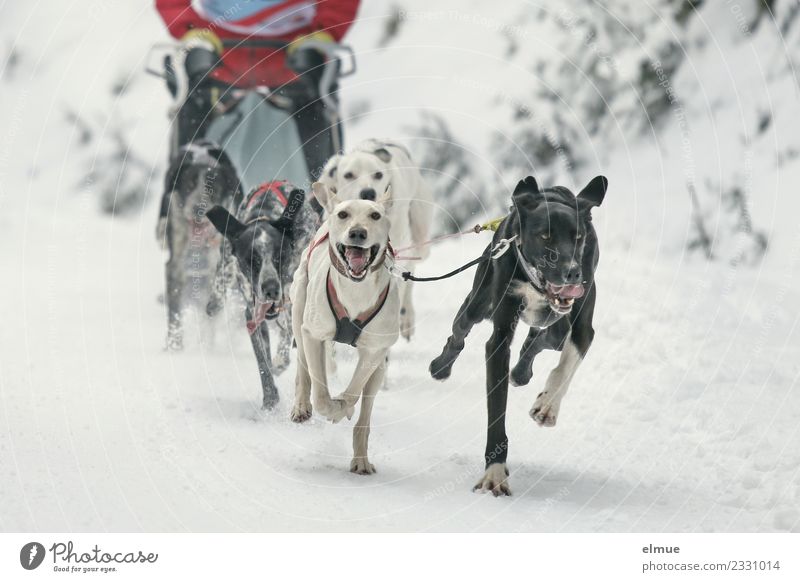 Sled dog team in the snow Winter Snow Dog Sled dog race Sleigh Pack Running Athletic Authentic Elegant Together Uniqueness Muscular Joy Joie de vivre (Vitality)