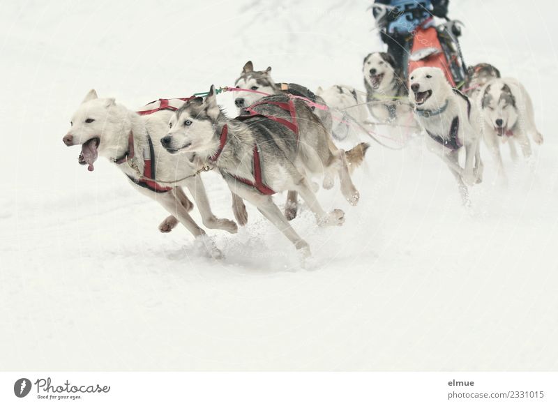 Sled dog team at full speed Winter Snow Dog Sled dog race musher Group of animals Walking Running Esthetic Athletic Authentic Together Muscular Speed Wild Joy
