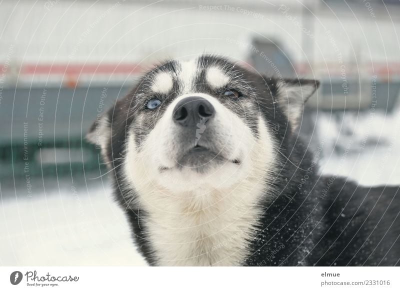 Portait of a sled dog Winter Dog Sled dog Husky Snout Eyes Pelt coat pattern Communicate Looking Athletic Authentic Elegant Beautiful Cuddly Natural Contentment