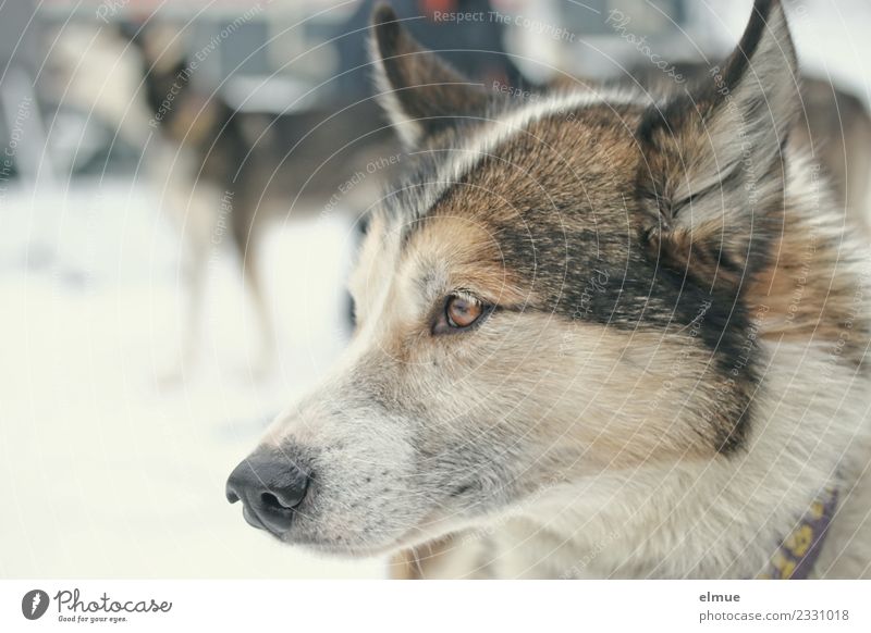 Portrait of a sled dog Dog Sled dog Husky Pelt Ear Snout Listening Looking Esthetic Athletic Authentic Contentment Joie de vivre (Vitality) Anticipation Power
