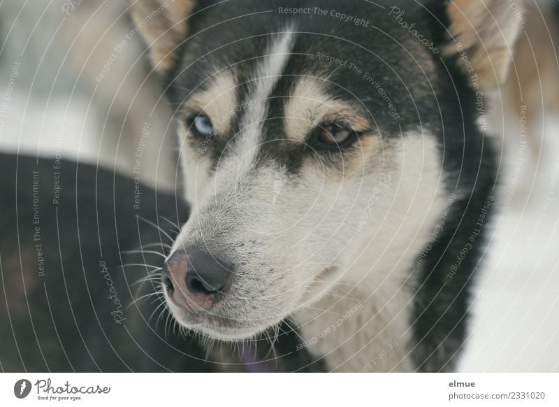 Portrait of a Husky Winter Dog Sled dog Sled dog race Snout Eyes Pelt coat pattern Nose Looking Wait Esthetic Athletic Elegant Cuddly Natural Curiosity