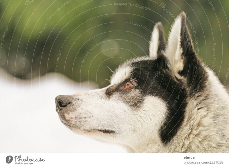 Portrait of a Husky Winter Snow Dog Sled dog Pelt Ear Snout Eyes Listening Looking Esthetic Athletic Authentic Elegant Cuddly Near Beautiful Contentment