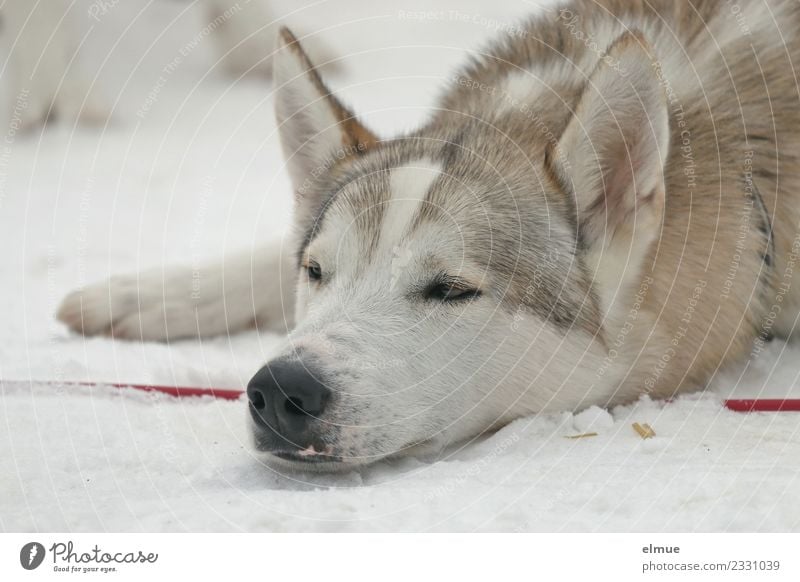 resting sled dog Winter Snow Dog Sled dog Husky Snout Ear Pelt coat pattern Lie Sleep Esthetic Athletic Cuddly Contentment Trust Love of animals Watchfulness