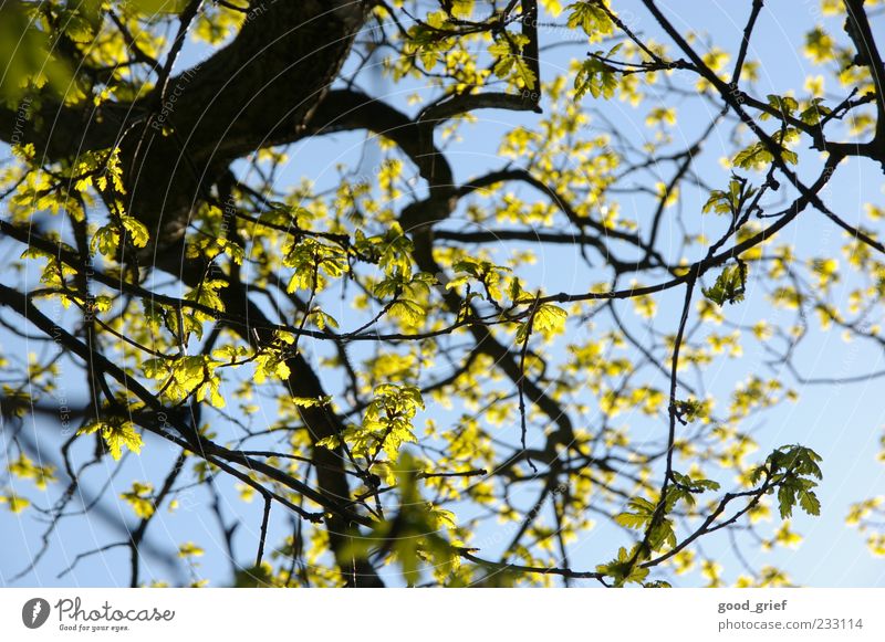 spring (-'break' is still coming) Environment Nature Plant Sky Climate Beautiful weather Blue Multicoloured Yellow Green Tree Branch Twig Twigs and branches