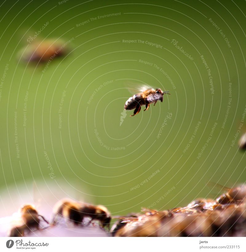 sum Wild animal Bee Flock Work and employment Flying Nature Diligent Honey bee Colour photo Exterior shot Close-up Deserted Copy Space top Copy Space bottom Day