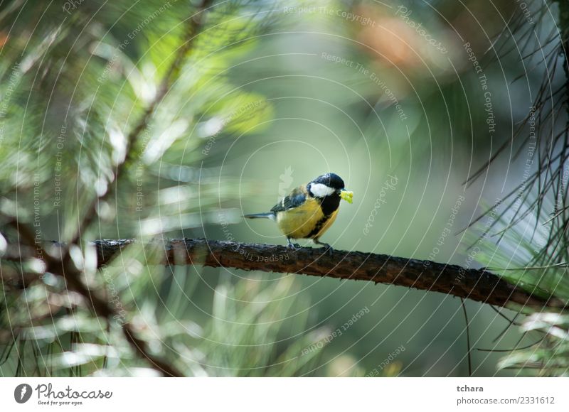 Titmouse Beautiful Winter Garden Environment Nature Animal Tree Park Forest Bird Sit Bright Small Natural Wild Blue Yellow Green White Trust Appetite Colour