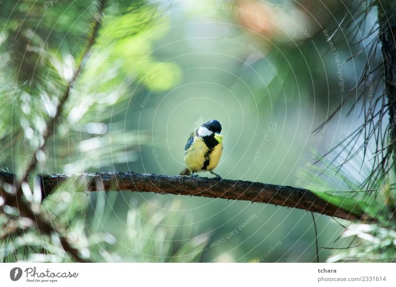Titmouse Beautiful Winter Garden Environment Nature Animal Tree Park Forest Bird Sit Bright Small Natural Wild Blue Yellow Green White Trust Appetite Colour