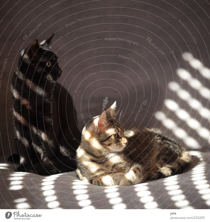brethren Sofa Animal Pet Cat 2 Pair of animals Crouch Lie Beautiful Colour photo Exterior shot Deserted Copy Space top Neutral Background Day Light
