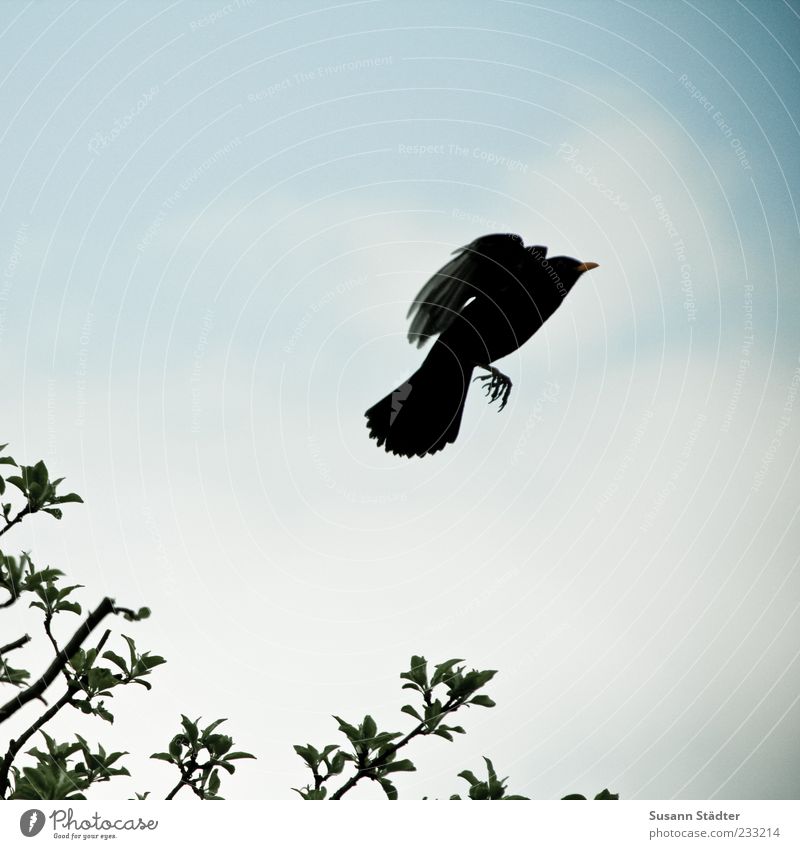 Fly! Tree Wild animal Bird Claw Flying Blackbird Aviation Departure Leaf Wing Escape Positive Rising Subdued colour Exterior shot Experimental Deserted
