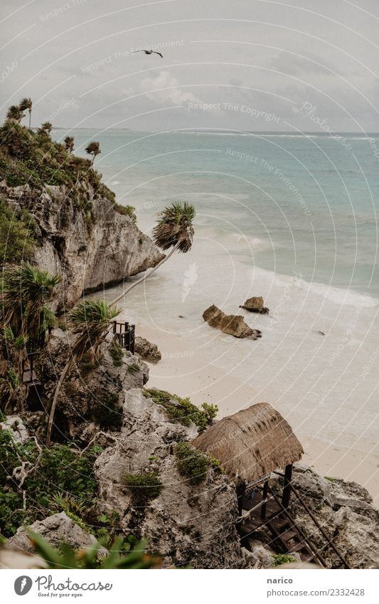 Mexico III Environment Nature Landscape Rock Waves Beach Bay Ocean Animal Bird Stone Sand Wood Observe Discover Flying Idyll Tulum Colour photo Subdued colour