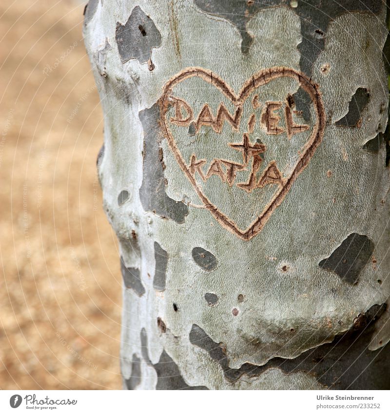 William and Kate? Couple Plant Tree American Sycamore Tree trunk Park Places Sign Characters Heart Write Growth Together Natural Emotions Happy Spring fever