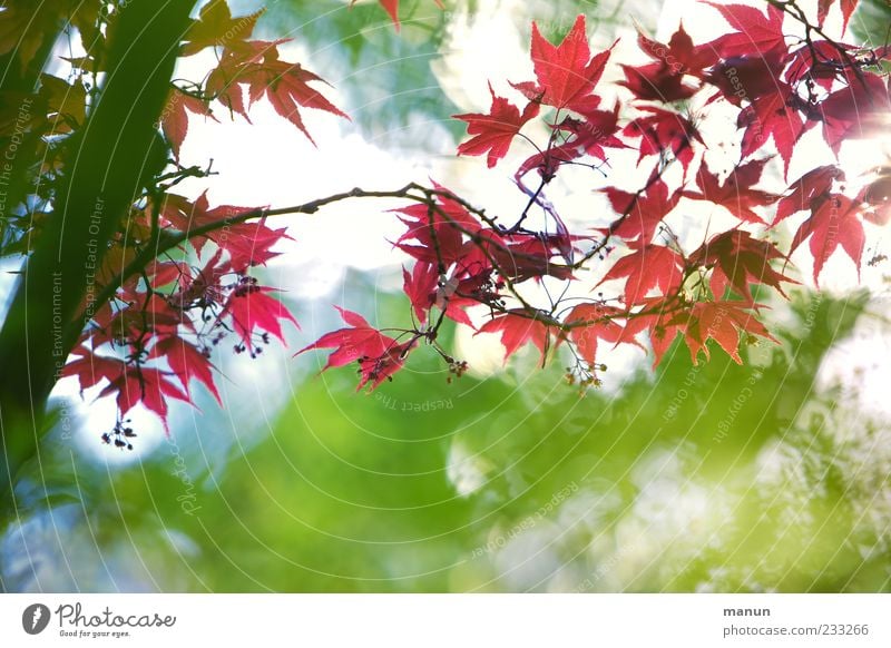 Asian fan Nature Spring Tree Leaf Exotic Japan maple tree Branch Blossoming Growth Authentic Exceptional Fantastic Beautiful Red Spring fever Colour photo