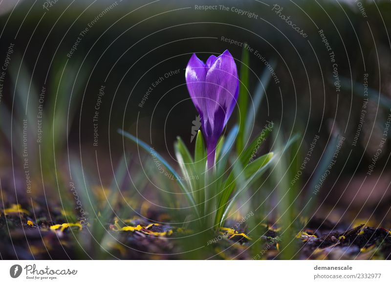 crocus Environment Nature Landscape Plant Animal Sunlight Spring Flower Leaf Blossom Crocus Blossoming Growth Fresh Small Beautiful Yellow Green Violet