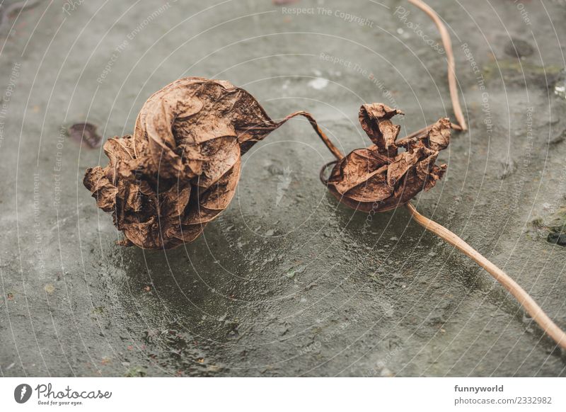 Dried leaf lies on ice surface Environment Old Cold Illness Dry Loneliness End Apocalyptic sentiment Fiasco Stagnating Leaf Shriveled Brown Death Time Ice