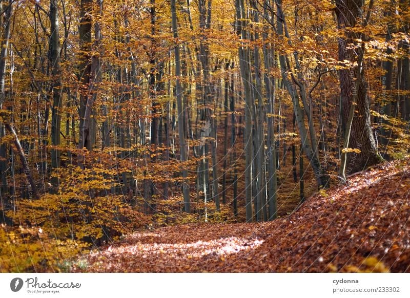 autumn forest Well-being Contentment Relaxation Calm Trip Freedom Environment Nature Landscape Autumn Tree Forest Loneliness Uniqueness Beautiful Transience