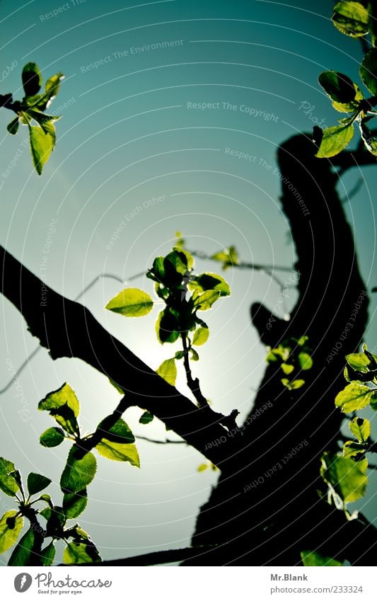 sheets in transmitted light Nature Plant Sky Tree Leaf Blue Green Black Branch Colour photo Exterior shot Deserted Copy Space top Day Light Shadow Contrast