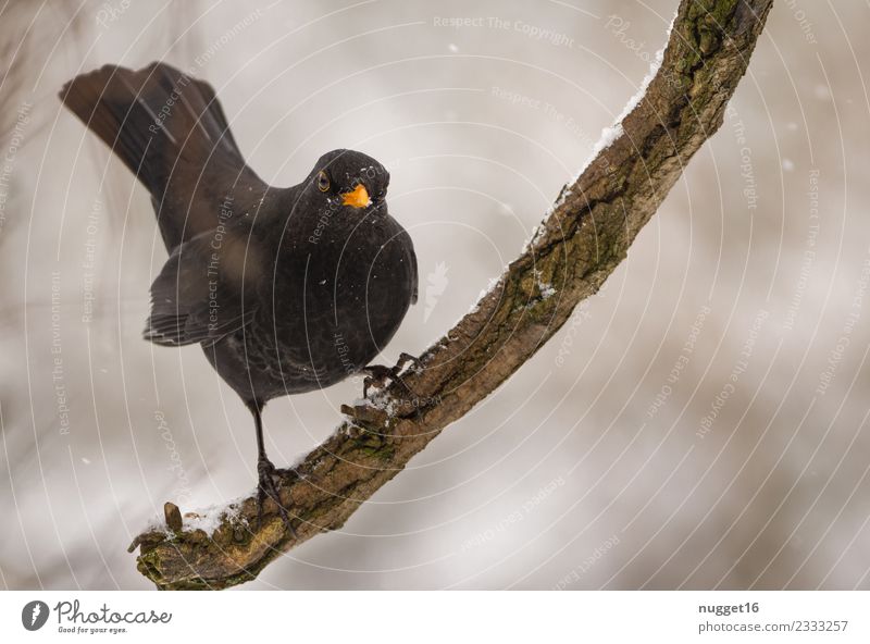 Blackbird on a branch Environment Nature Animal Autumn Winter Climate Ice Frost Snow Snowfall Tree Branch Garden Park Forest Wild animal Mouse Animal face Wing