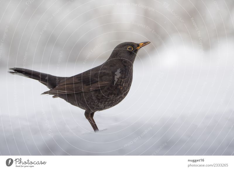 Blackbird in the snow Environment Nature Animal Autumn Winter Climate change Weather Beautiful weather Ice Frost Snow Snowfall Garden Park Meadow Field Forest