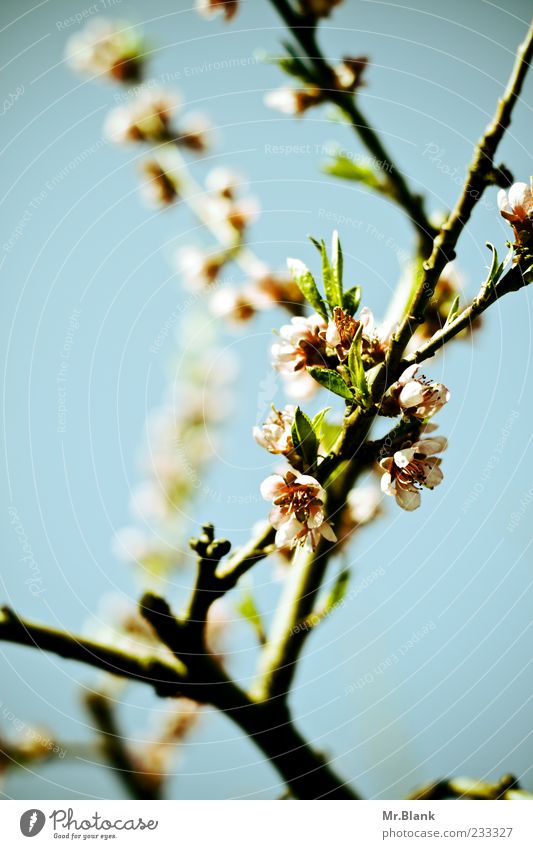 Oh, yeah, beautiful, blossoms and stuff. Nature Plant Beautiful weather Leaf Blossom Agricultural crop Bright Blue Green Pink Black Branch Apple blossom Spring