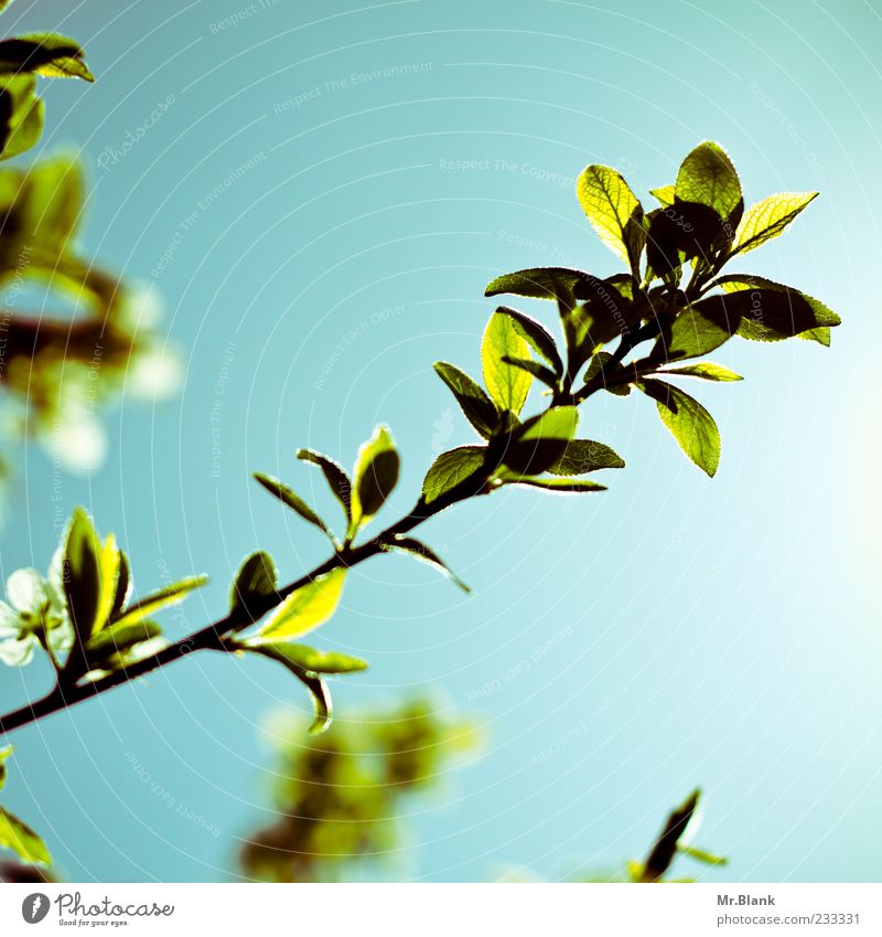 sheets in transmitted light III Nature Plant Sunlight Spring Beautiful weather Tree Leaf Bright Blue Green Branch Colour photo Exterior shot Copy Space right