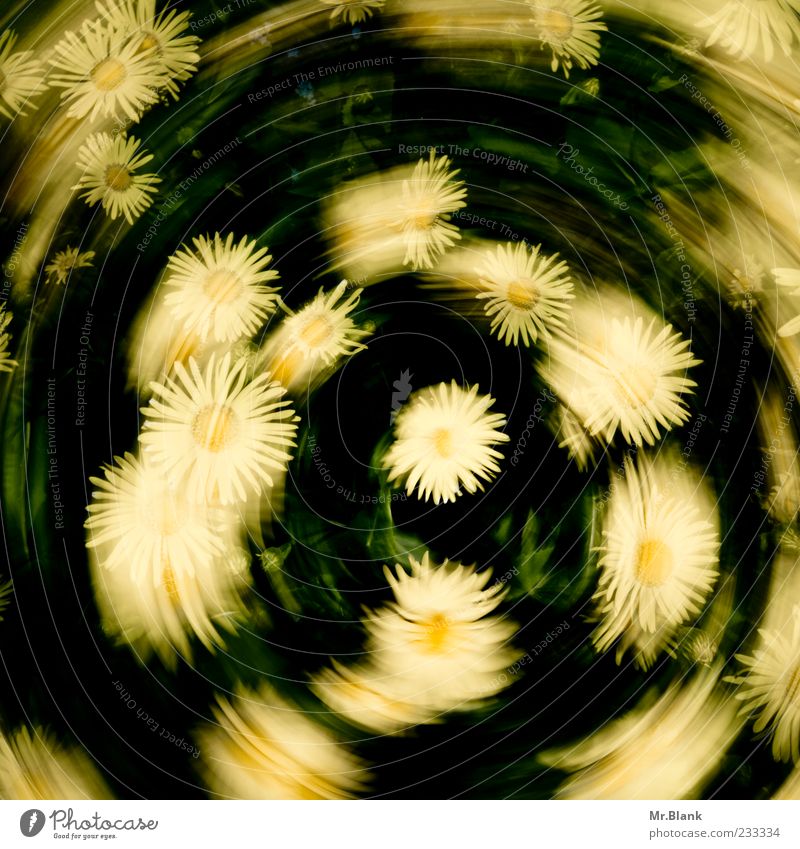 flower wreath with a difference Nature Plant Spring Flower Blossom Yellow Green Swirl Rotate Life Blur Movement Colour photo Exterior shot Deserted Day