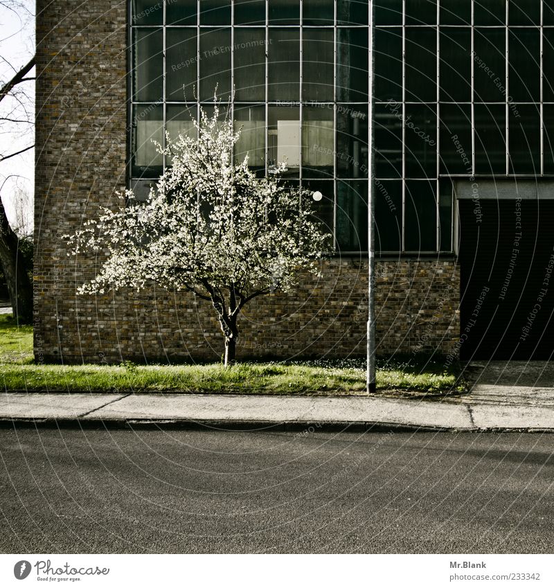 as if nothing were Nature Plant Sun Sunlight Spring Beautiful weather Tree Blossom Brown Gray Lamp post Wall (barrier) Window Industry Street Loneliness Calm