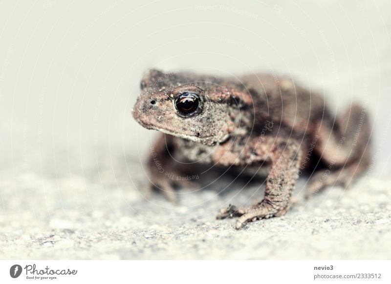 Toad on stone floor Nature Animal Garden Rock Wild animal Frog Animal face 1 Wait Disgust Hideous Small Wet Slimy Brown Patient Calm Painted frog Toad migration
