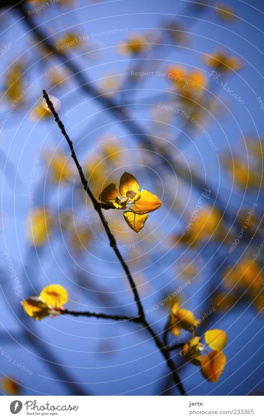 Golden times Nature Spring Beautiful weather Leaf Fresh Glittering Natural Blue Yellow Colour photo Exterior shot Deserted Copy Space top Day