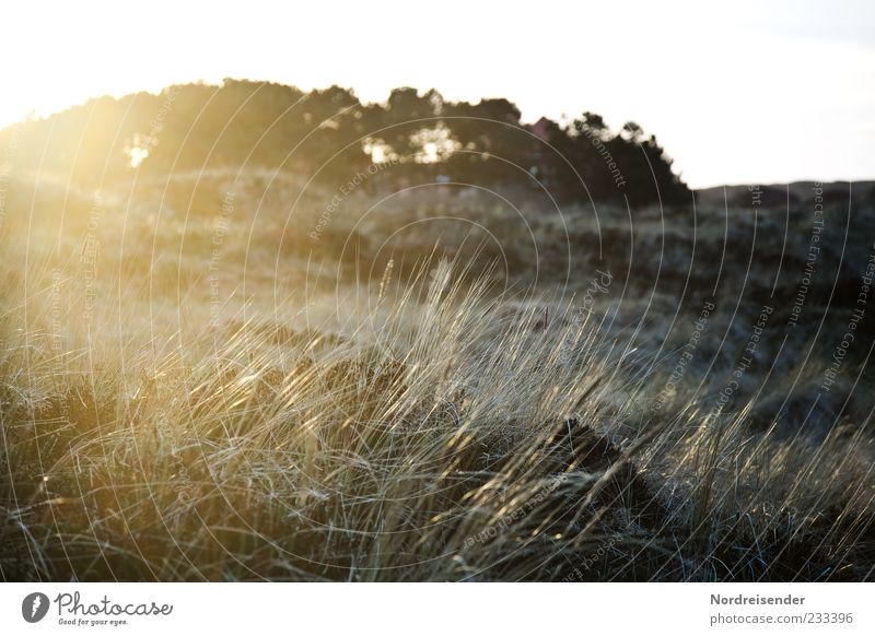Spiekeroog | Foxifoto Harmonious Nature Landscape Sun Sunlight Beautiful weather Plant Meadow Coast Glittering Moody Wanderlust Loneliness Exotic Idyll Climate