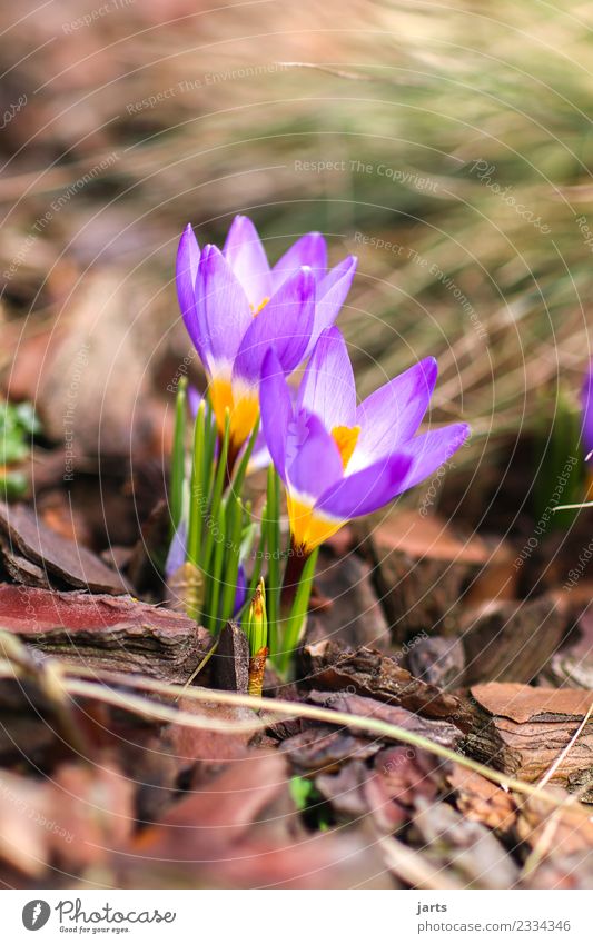 bloom I Nature Plant Spring Beautiful weather Flower Leaf Blossom Foliage plant Garden Growth Fresh Natural New Spring fever Anticipation Crocus Colour photo