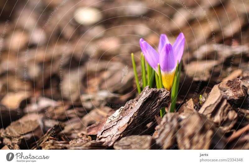 bloom II Nature Plant Spring Beautiful weather Flower Leaf Blossom Growth Fresh Small Natural Spring fever Crocus Colour photo Multicoloured Exterior shot