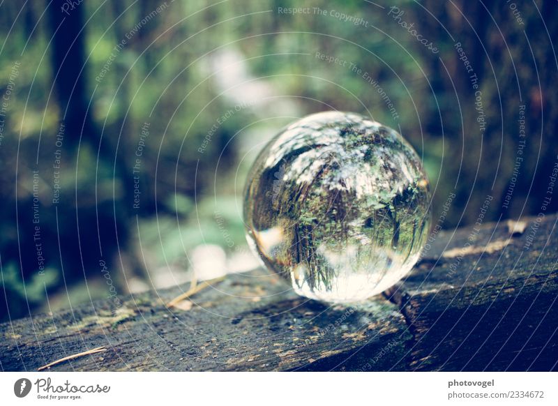 forest ball Environment Nature Tree Forest Natural Round Contentment Acceptance Trust Safety Responsibility Attentive Serene Patient Calm Sphere Glass ball