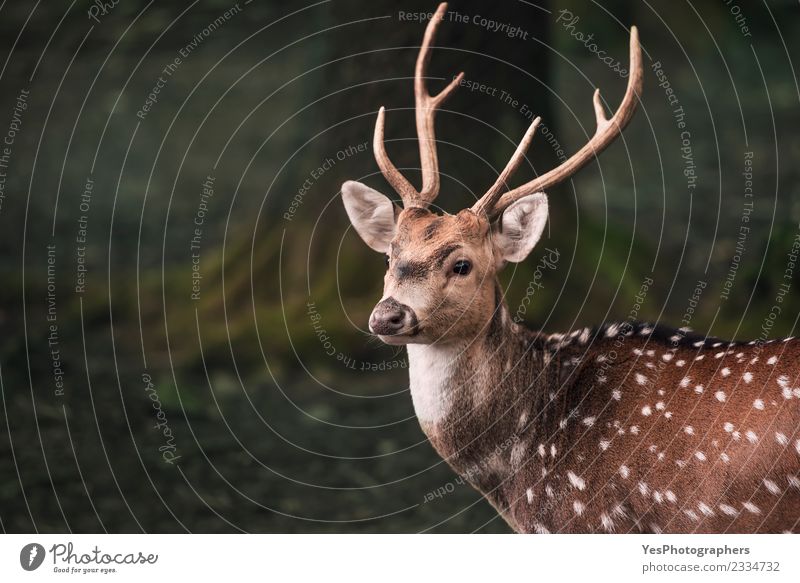 Cute fallow buck deer portrait Man Adults Nature Park Forest Listening Funny Natural Wild Loneliness Germany animals Antlers Buck Cautious cervid dark forest