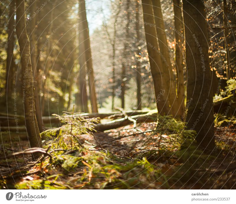 clearing Environment Nature Landscape Beautiful weather Forest Brown Green Black Forest Woodground Back-light Shaft of light Colour photo Exterior shot Deserted