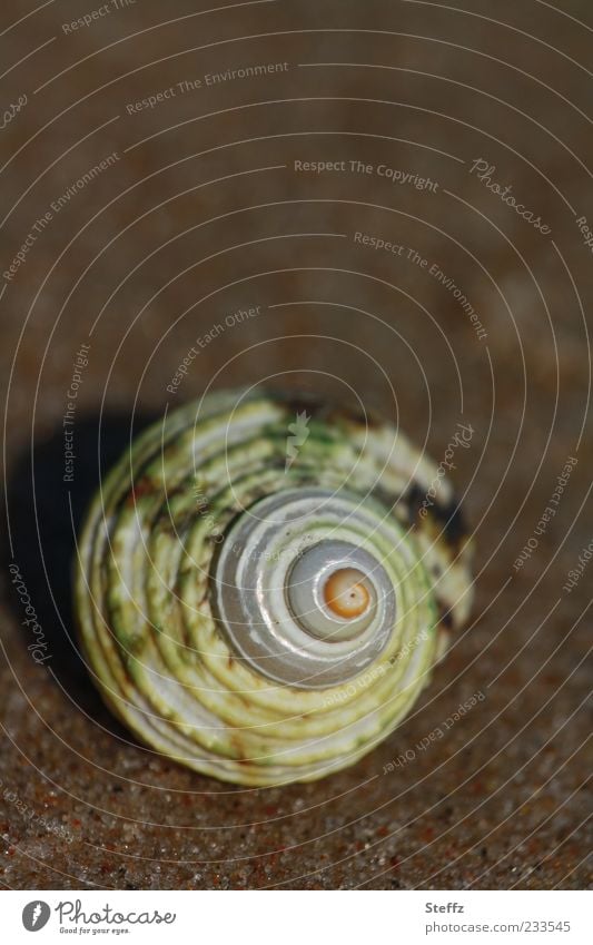 Symmetry of a snail shell Snail shell Spiral symmetric natural symmetry geometric structure shape Maritime spirally spherically symmetrical primal form