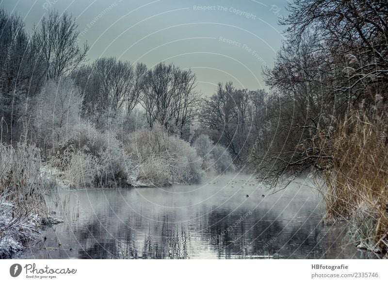 Winter wonderland Environment Nature Landscape Plant Water Ice Frost Snow Snowfall Forest Bog Marsh Pond Lake Brook River Cold White Moody Climate Winter mood