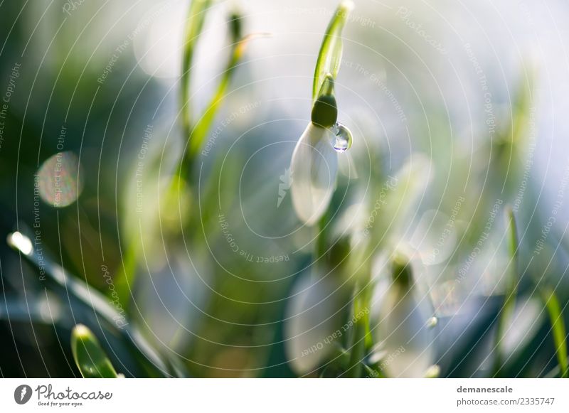 Nature awakens Environment Plant Animal Drops of water Sunlight Spring Ice Frost Flower Leaf Snowdrop Bud Garden Meadow Blossoming Fragrance Growth Fresh Cold