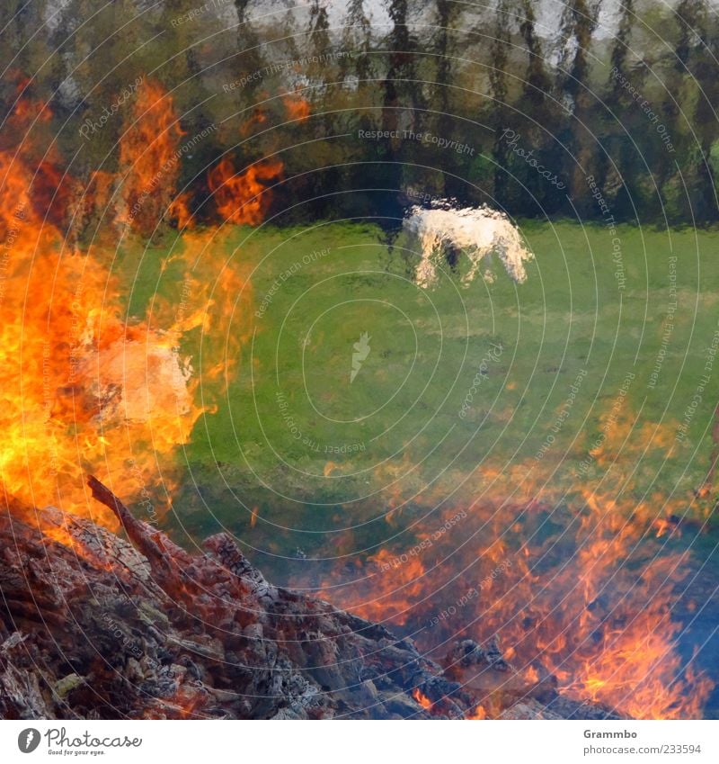 Shimmering Horses Fire Grass Meadow Animal Farm animal 2 Hot Green Red Flame Burn Easter fire Colour photo Exterior shot Warmth Fireplace Hazy Pasture To feed