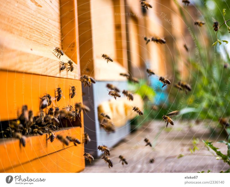 Bees in approach Leisure and hobbies Nature Animal Farm animal Flock Flying To feed Authentic Exceptional Threat Cool (slang) Fragrance Good Smart Many Brown