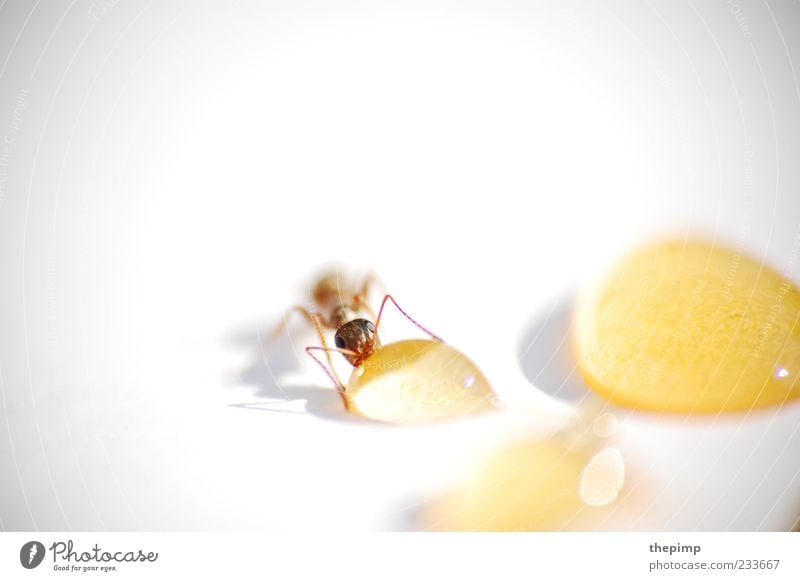 Liquid Gold Animal Ant 1 Drop To enjoy Brown Yellow White Life Colour photo Detail Macro (Extreme close-up) Copy Space top Animal portrait Honey Sweet Delicious