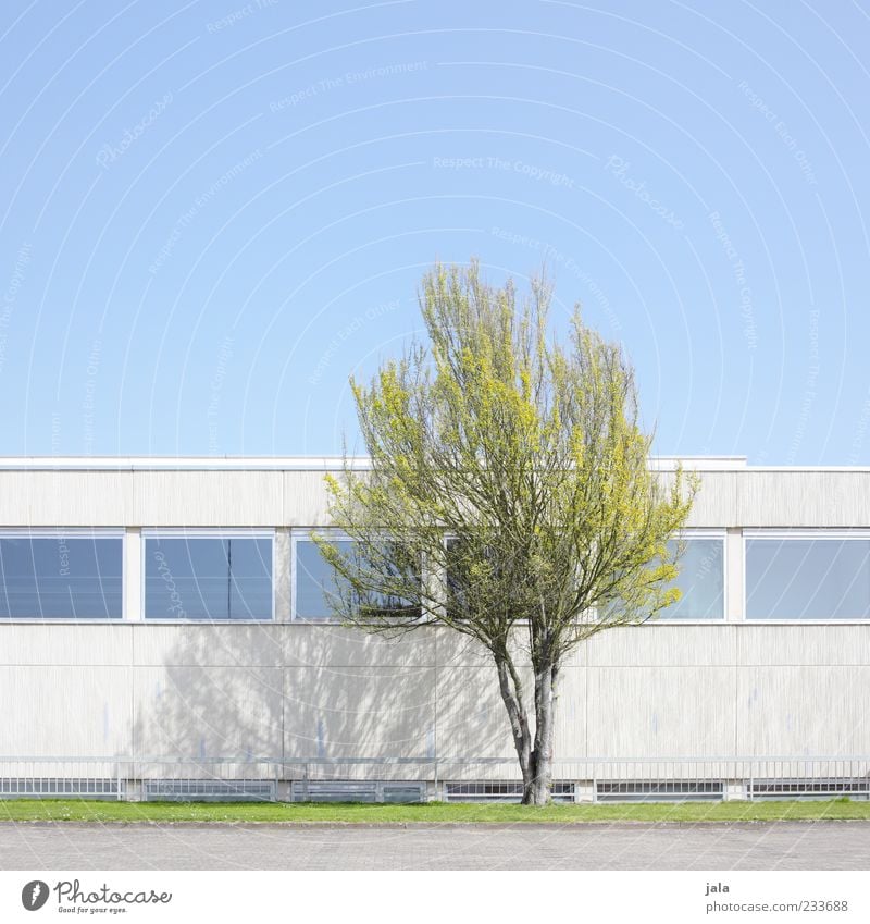 delicate green Cloudless sky Spring Plant Tree Meadow House (Residential Structure) Manmade structures Building Architecture Wall (barrier) Wall (building)