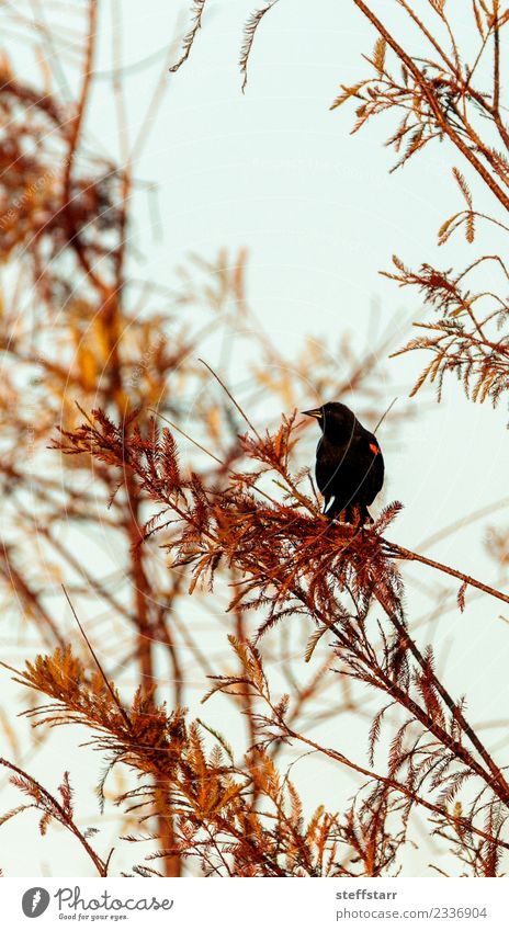 Red winged blackbird Agelaius phoeniceus Nature Animal Tree Forest Wild animal Bird 1 Wood Brown Black Blackbird Passerine bird avian Naples Florida Wild bird