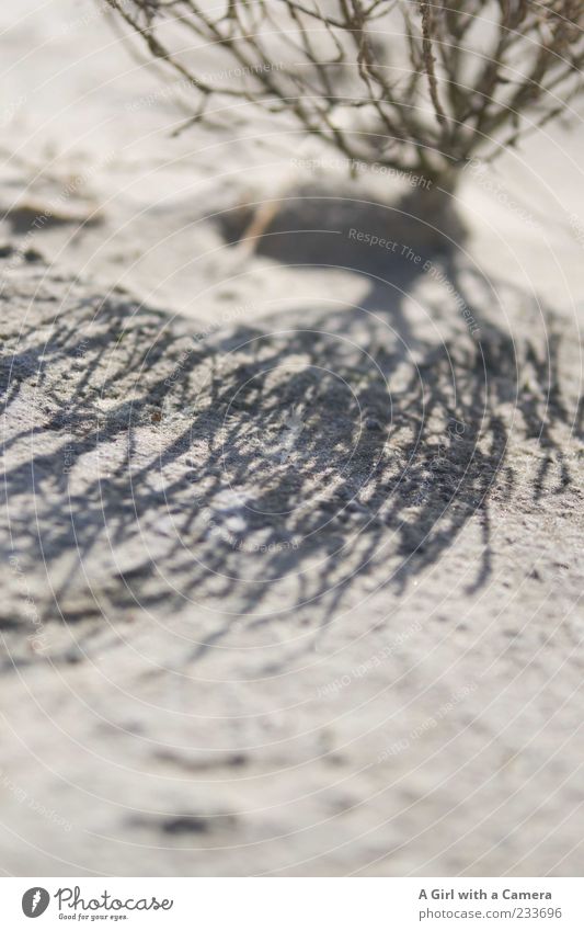 Spiekeroog l dry Beach Environment Nature Plant Sand Summer Beautiful weather Desert Growth Exceptional Dry Drought Copy Space bottom Shadow Contrast Silhouette