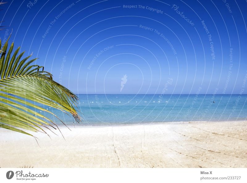 text space Wellness Relaxation Calm Far-off places Summer Beach Ocean Island Nature Water Sky Cloudless sky Climate Beautiful weather Exotic Blue Palm tree